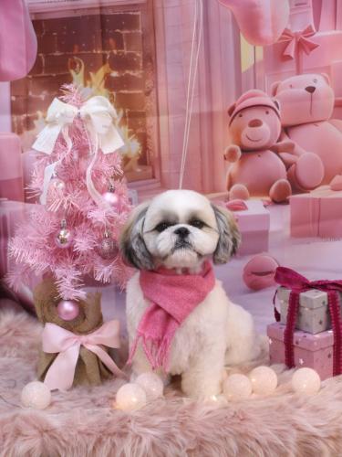 20241229みたらしちゃん